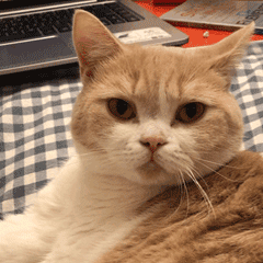 颤音猫猫又能有什么坏心眼表情包GIF版分享图0