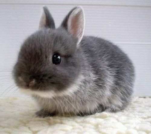 兔子喜欢吃什么食物 兔子更喜欢吃胡萝卜还是牧草蚂蚁庄园[多图]图片1