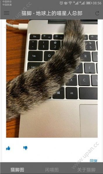 猫咪社区app官方在线下载苹果图片1