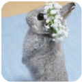 新兔子壁纸下载-新兔子壁纸最新版下载V1.0